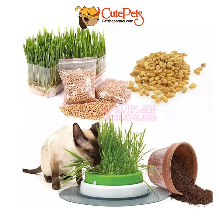 Hạt giống cỏ mèo 100g catnip bổ xung chất xơ và đẩy búi lông ra ngoài - CutePets