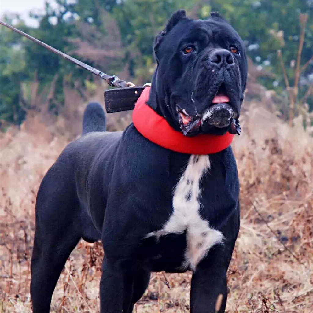 ⚡️Độc quyền⚡️Vòng cổ cho thú cưng bằng Cotton Plus size vừa