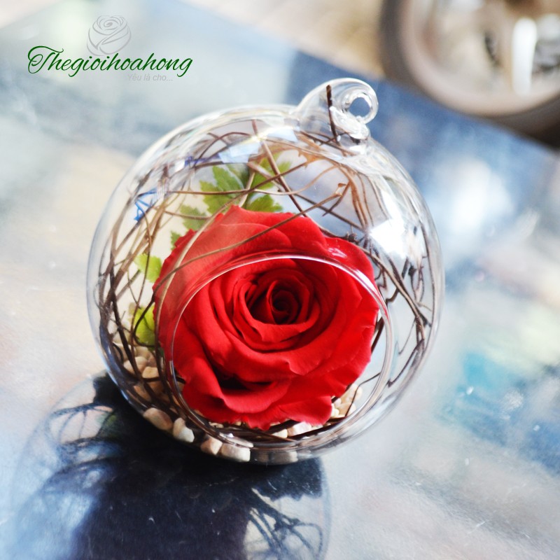 Quà tặng Hoa hồng bất tử - Dream Love