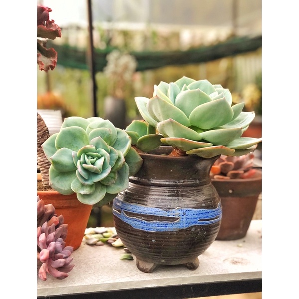 Siêu đất trộn chuyên trồng Sen đá, xương rồng, và cây cảnh khác .bao 1kg.gồm có pumise và perlite và nham thạch.phân