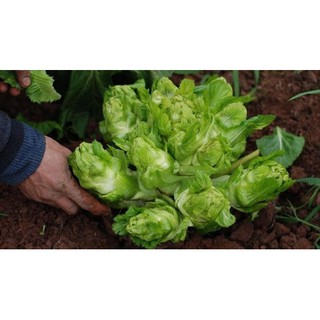 50 hạt giống cải mầm đá sapa ngon và năng suất