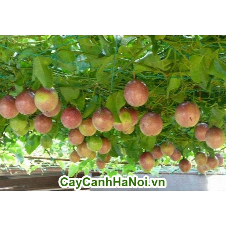 [Gói 25 hạt] Hạt Giống Chanh leo F1-Dễ trồng-Dễ Chăm Sóc-Kèm Hướng Dẫn Trồng