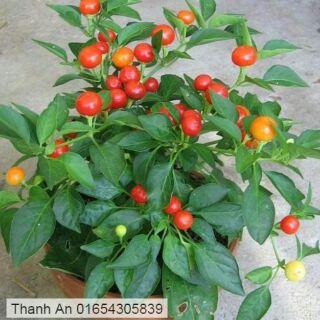Hạt giống ớt bi.60 hạt