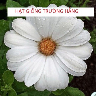 Hạt Giống Cúc Châu Phi Mix ( 20 hạt )