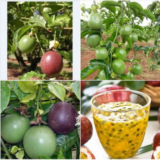 20 Hạt giống chanh dây leo tím ta F1 (Kèm kích thích hạt nảy mầm)