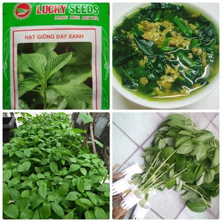 COMBO 2 gói hạt giống rau đay xanh - DC