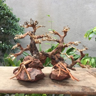 Bonsai bể cá thuỷ sinh C20xd25