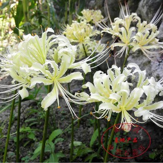 Combo 3 củ hoa bỉ ngạn hoa màu trắng - 3 củ 3 viên nén ươm củ