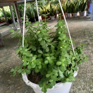💚💜Cây Ngọc bích 💚💜