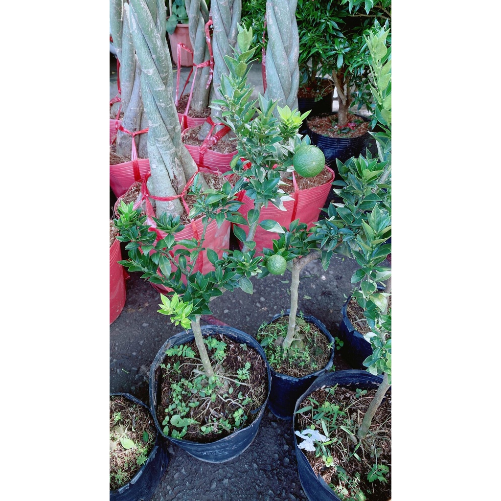 Cây Quýt Nhật