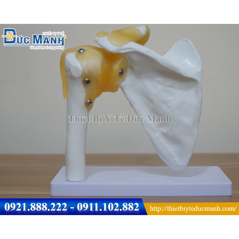 Mô hình giải phẫu xương bả vai
