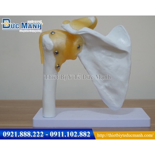 Mô hình giải phẫu xương bả vai