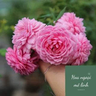 Hoa Hồng Leo Huntington mùi thơm ngọt ngào tinh khiet -Hoangoaimelinh