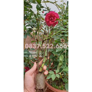 Hoa Hồng Leo Pháp_ĐÚNG MẶT HOA