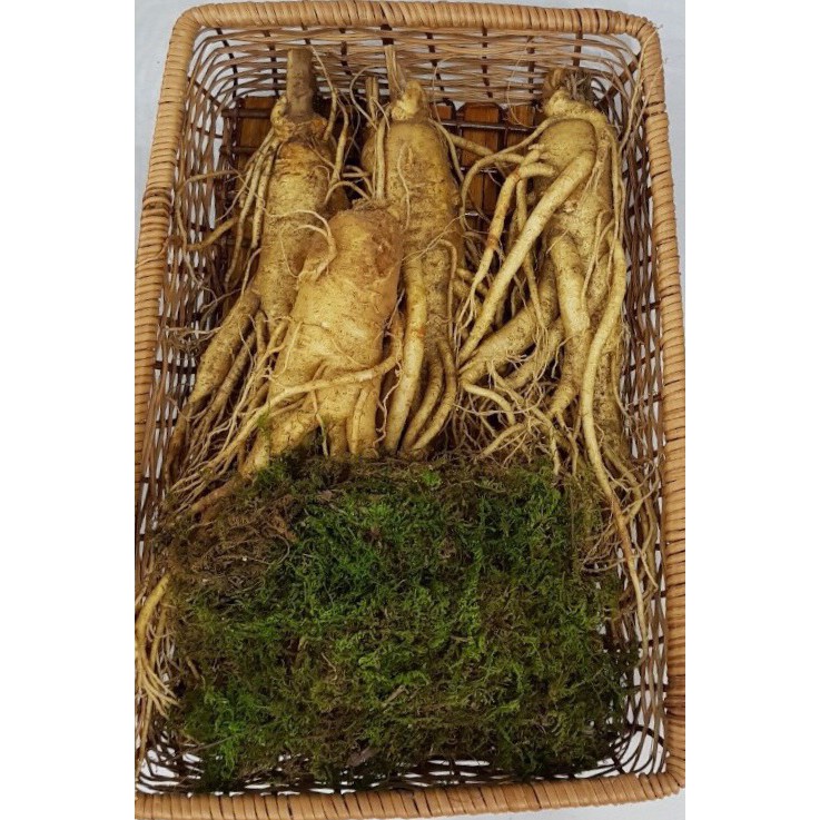 Nhân sâm tươi Hàn Quốc 6 năm tuổi 4 củ/kg làm quà biếu
