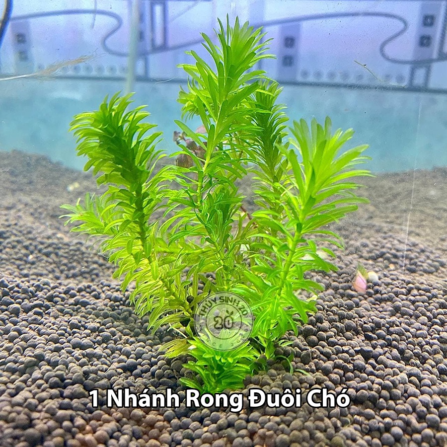 Nhánh Rong Đuôi Chó cây thủy sinh [CHỈ ship miền Nam]