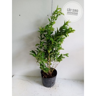Cây Siro cao 0.4-0.5m