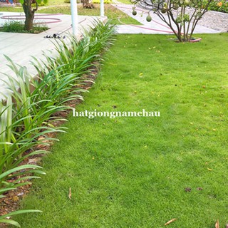10GR - HẠT GIỐNG CỎ NHUNG NHẬT