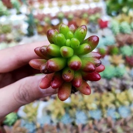 SEN ĐÁ THẠCH NGỌC ĐỎ MINI