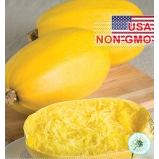 Hạt Giống Bí Sợi Mì Ý - Spaghetti (Cucurbita pepo)