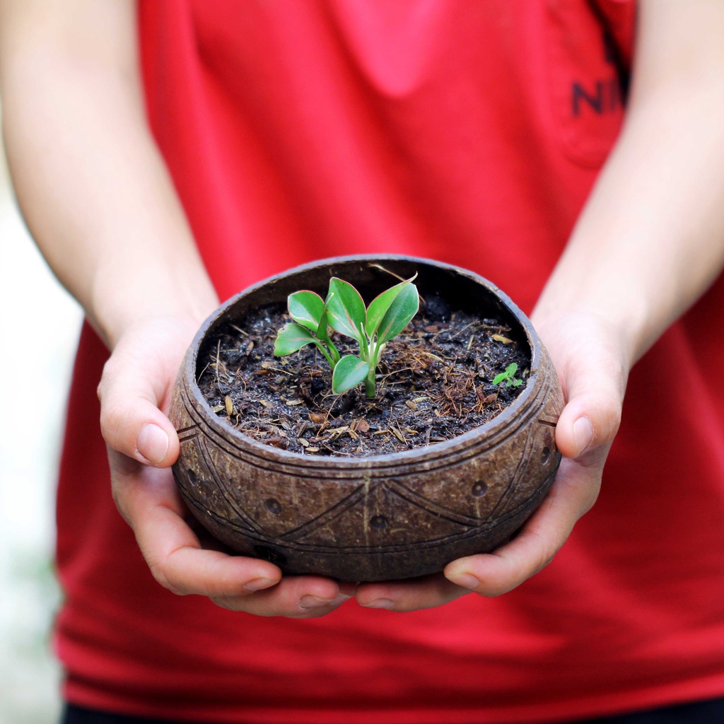 Set mẫu ngẫu nhiên - Gáo dừa thô TRỒNG LAN I CÂY CẢNH