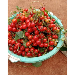20 Hạt giống cà chua bi rừng