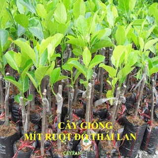 MÍT THÁI LAN RUỘT ĐỎ