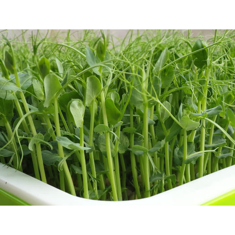 100 GR HẠT GIỐNG RAU MẦM ĐẬU HÀ LAN