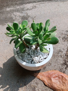 Chậu Cây Ngọc Bích