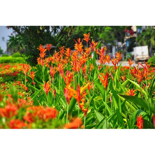 PHÂN BÓN HỮU CƠ SINH HỌC TRIMIX - 700gr/ gói