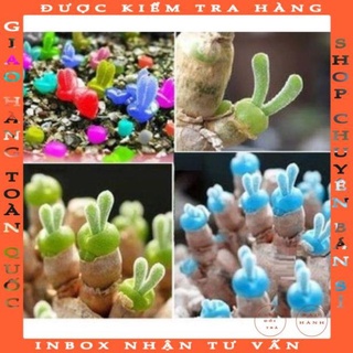 Hạt giống cây tai thỏ mix màu 20 hạt
