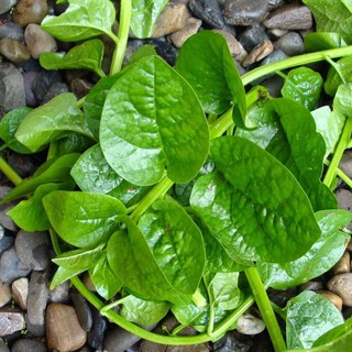 HẠT GIỐNG RAU MÙNG TƠI