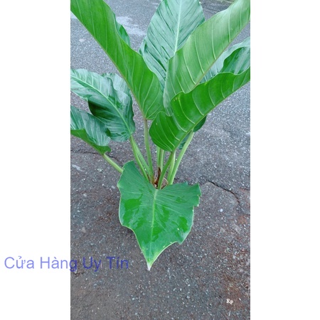 Cây Đại Phú Quý