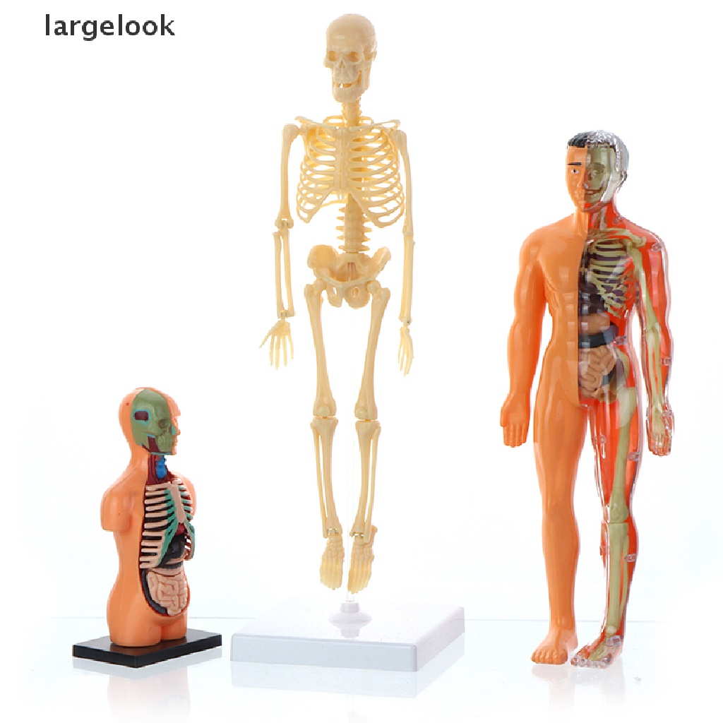 Mô Hình Cơ Thể Người Torso Có Thể Tháo Rời Cho Bé ♨Nóng Bỏng