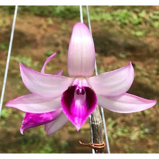 PHI ĐIỆP 5CT LÂM XUNG