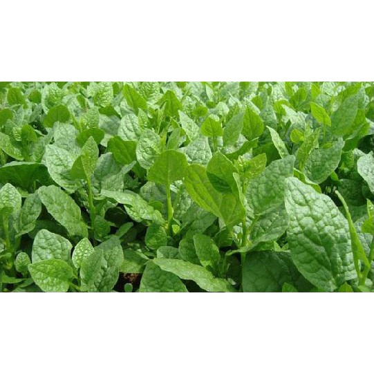 Hạt giống mồng tơi cao sản gói 20gr
