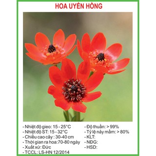 Hạt giống uyển hồng 100 hạt/ gói