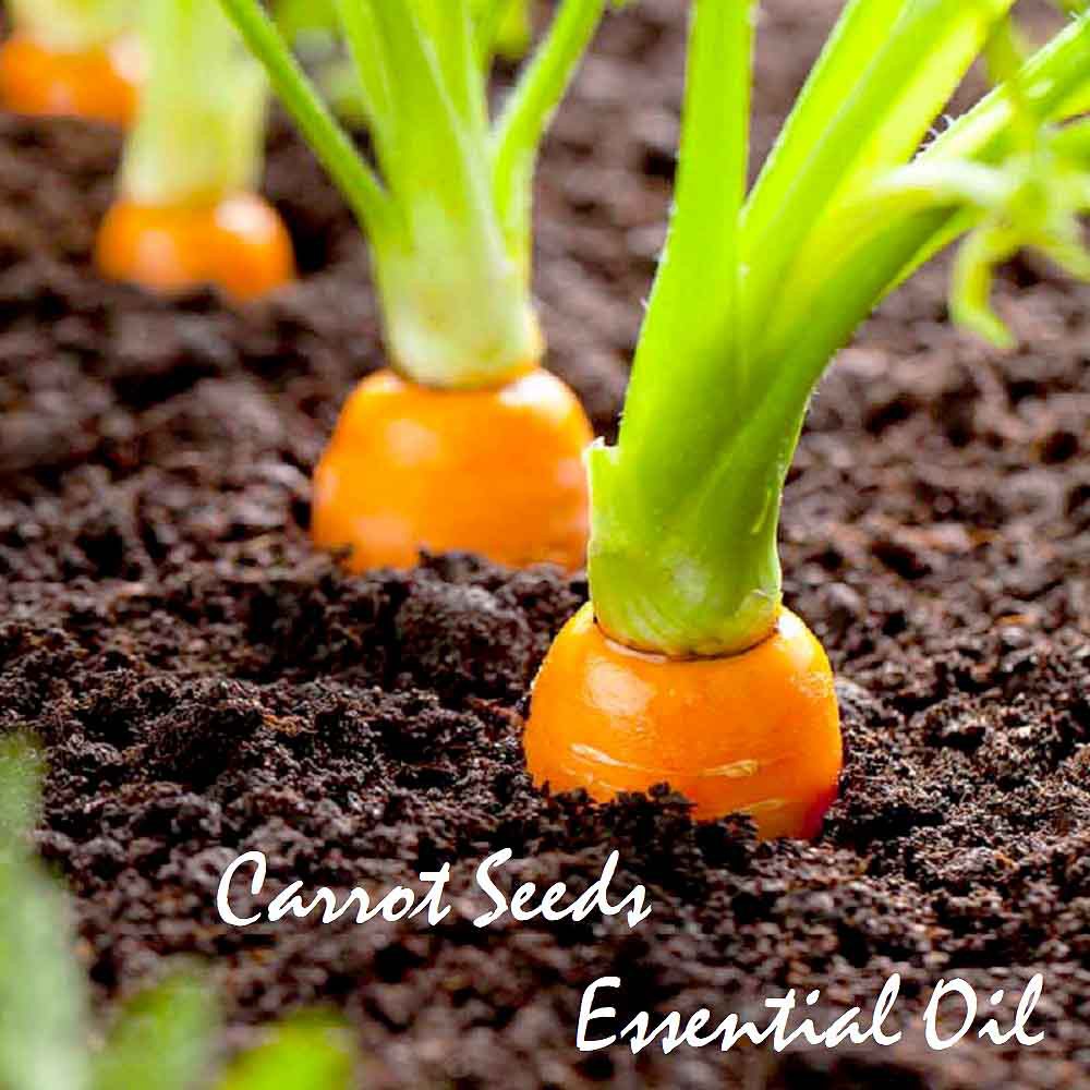 Tinh dầu hạt cà rốt Carrot Seed Essential Oil