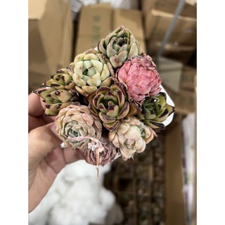 SEN ĐÁ HÀN MIX VỈ 9 cây 1 chậu