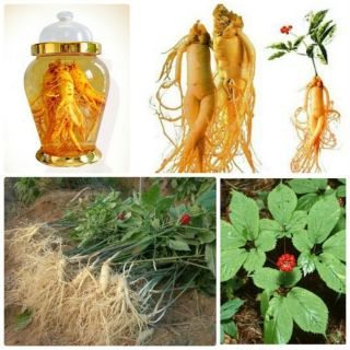 5H HẠT GIỐNG SÂM HÀN QUỐC