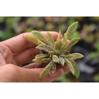 Sen đá cỏ tím mini 2-4cm
