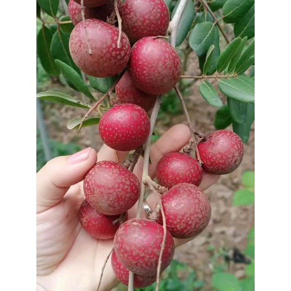 Cây nhãn xuồng tím cao 100cm, cho giá trị kính tế cao.