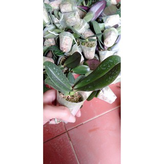 hoa phong lan hồ điệp giống