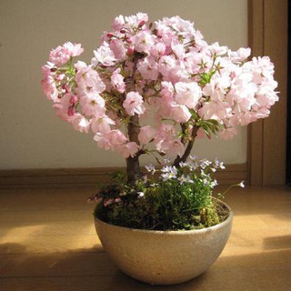 Hạt giống hoa anh đào