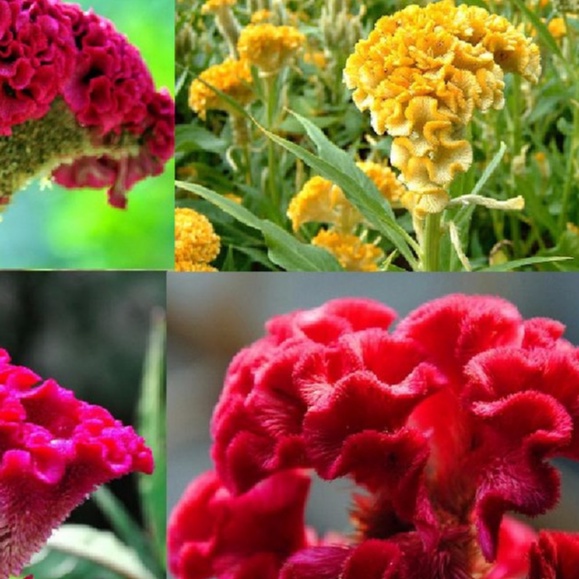 Hạt giống hoa Mào Gà búa mix màu f1-  gói 50 hạt-tặng kèm gói phân bón lót