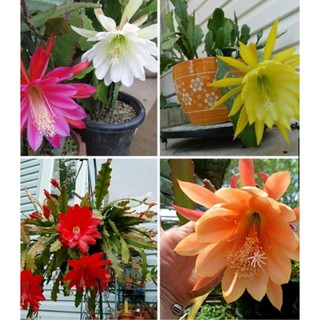 Hạt giống Hoa Quỳnh nhiều màu dễ trồng, hạt Nhật Quỳnh