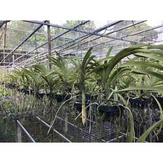 Thanh lý Hoa Lan Vanda - cây trưởng thành, lỗi lá