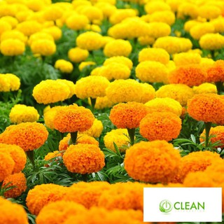 Hạt giống hoa Vạn thọ mỹ mix (50 hạt)