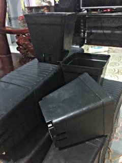 Chậu nhựa đen 5*5 ,7*7 và 9*9