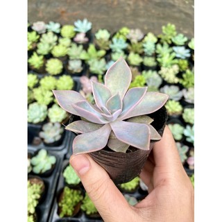 Sen đá cầu vồng. Sen đá 7 màu